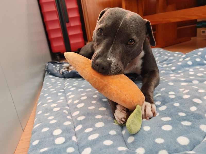 Staffordshire Bull Terrier for adoption in Ballymena, Co Antrim – 6 years old - Image 2 of 4