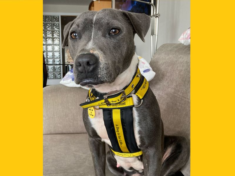 Staffordshire Bull Terrier for adoption in Ballymena, Co Antrim – 6 years old - Image 3 of 4