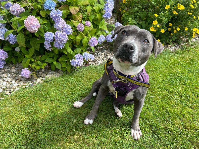 Otter | Terrier (Staffordshire Bull) | Ballymena (Northern Ireland) - 1