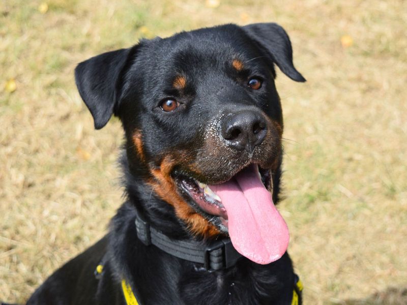 Rottweiler for adoption in Uxbridge, London – 3 years old - Image 3 of 4