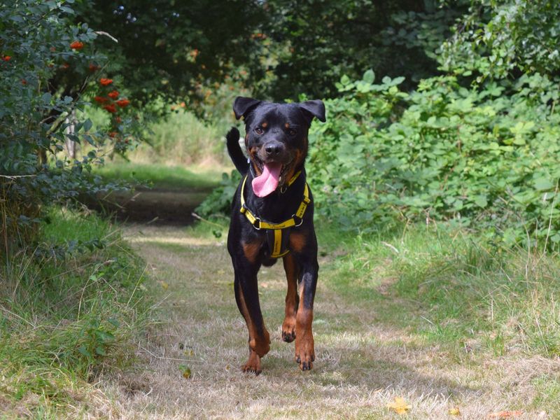 Rottweiler for adoption in Uxbridge, London – 3 years old - Image 2 of 4