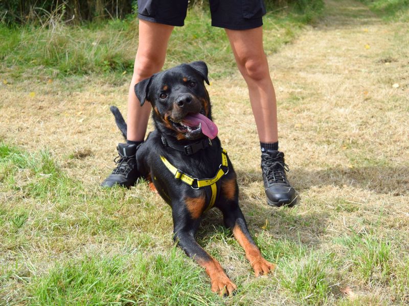 Rottweiler for adoption in Uxbridge, London – 3 years old - Image 4 of 4