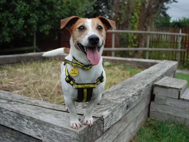 Jack Russell Terrier for adoption in Newbury, Berks – 6 years old - Image 2 of 4