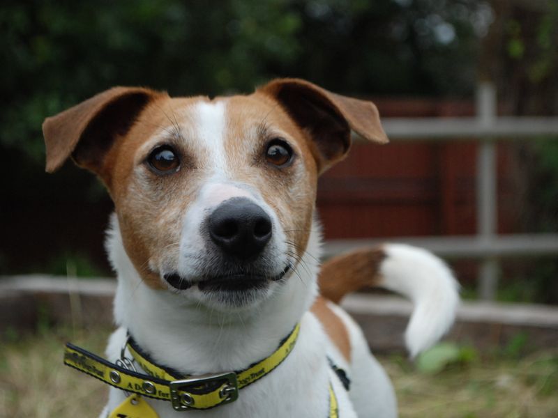 Jack Russell Terrier for adoption in Newbury, Berks – 6 years old - Image 1 of 4
