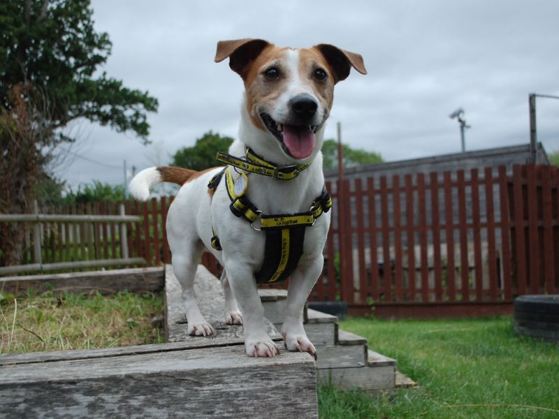 Jack Russell Terrier for adoption in Newbury, Berks – 6 years old - Image 4 of 4