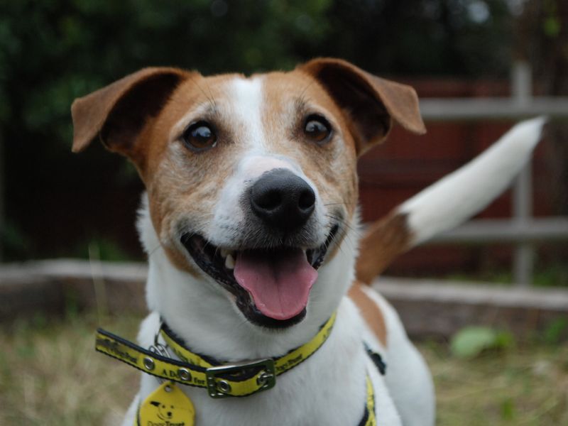 Jack Russell Terrier for adoption in Newbury, Berks – 6 years old - Image 3 of 4