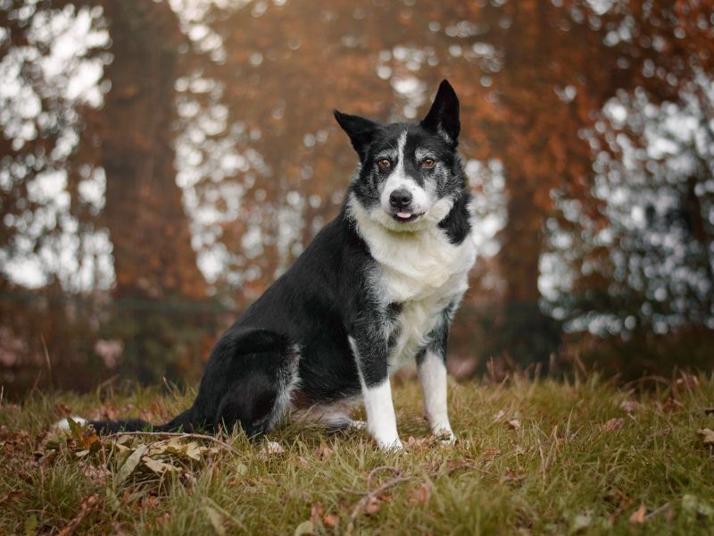 Border Collie for adoption in Kenilworth, Warwickshire – 11 years old - Image 1 of 5