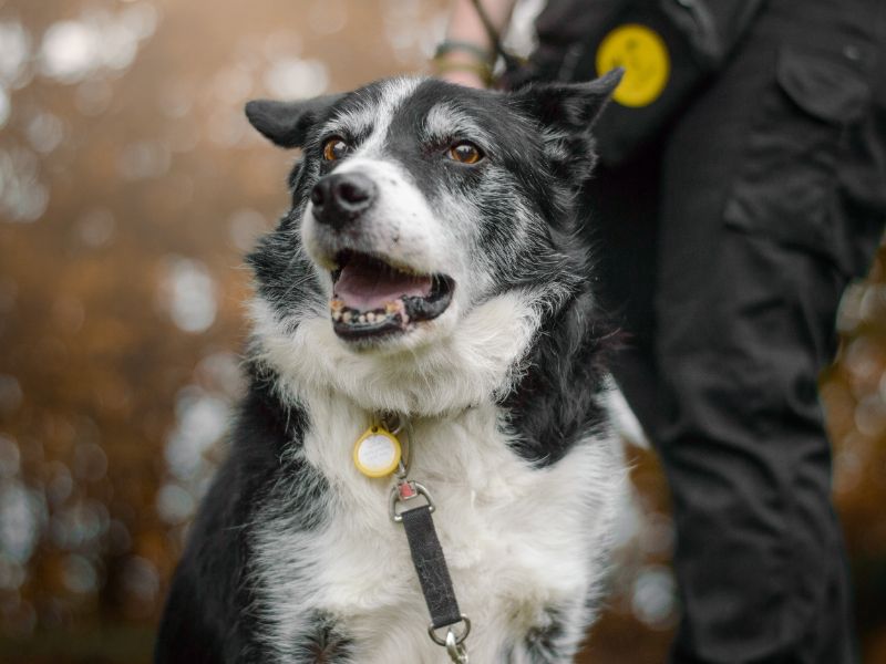 Border Collie for adoption in Kenilworth, Warwickshire – 11 years old - Image 5 of 5