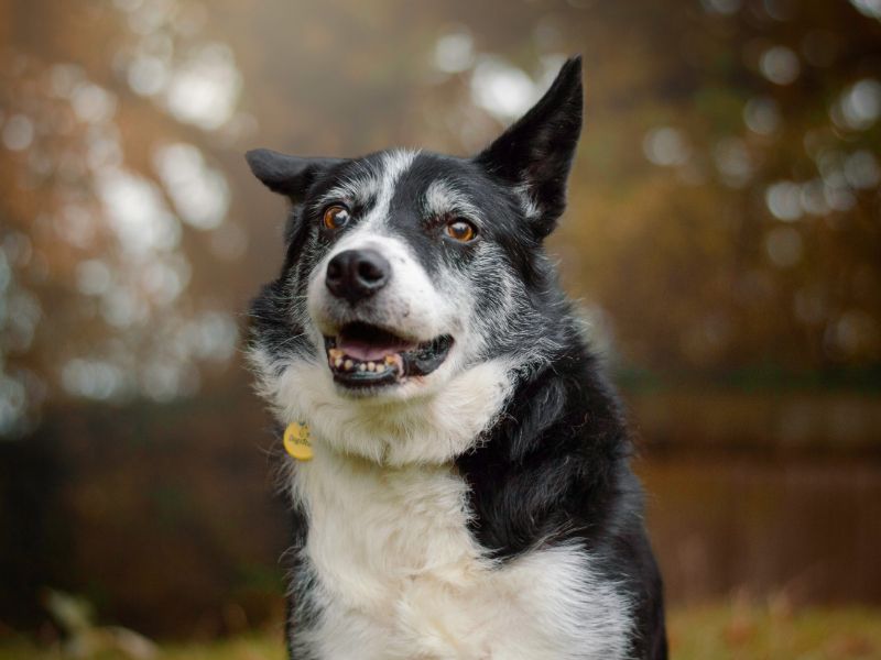 Border Collie for adoption in Kenilworth, Warwickshire – 11 years old - Image 3 of 5