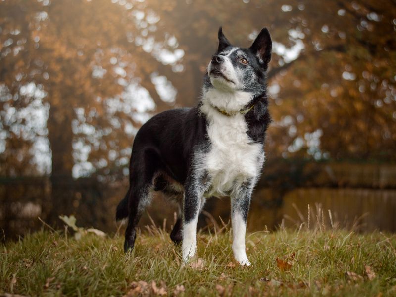 Border Collie for adoption in Kenilworth, Warwickshire – 11 years old - Image 4 of 5