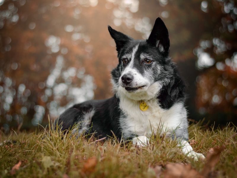 Border Collie for adoption in Kenilworth, Warwickshire – 11 years old - Image 2 of 5