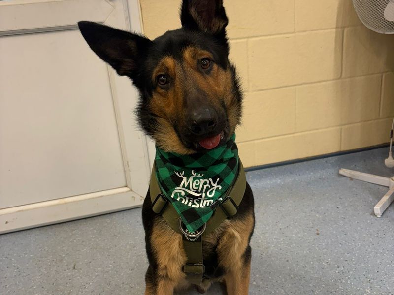 German Shepherd Dogs And Puppies For Adoption