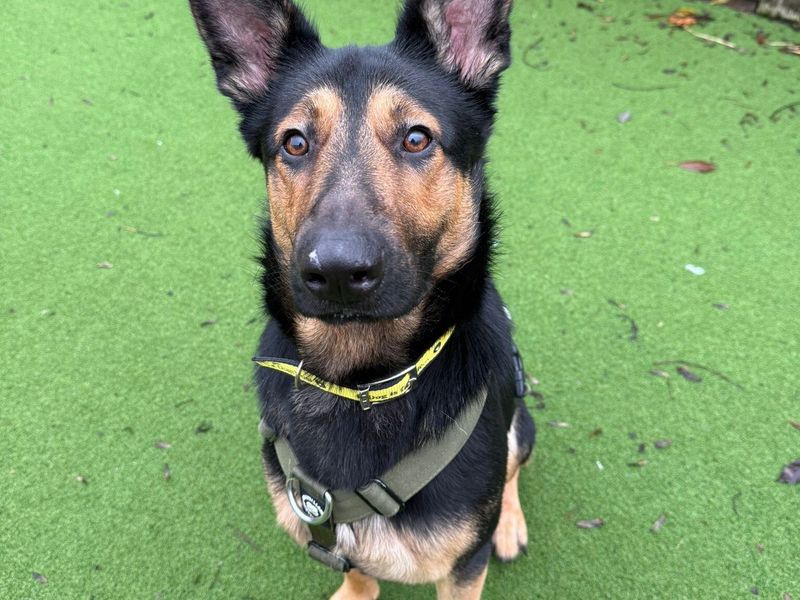 German Shepherd for adoption in Wymeswold, Leicestershire – 1 year old - Image 2 of 4