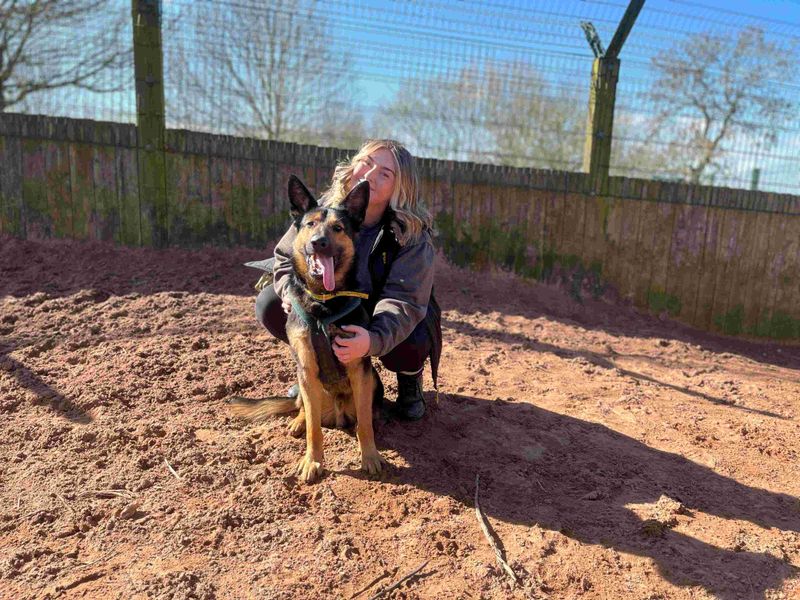 Harry | German Shepherd Dog Cross | Loughborough - 1