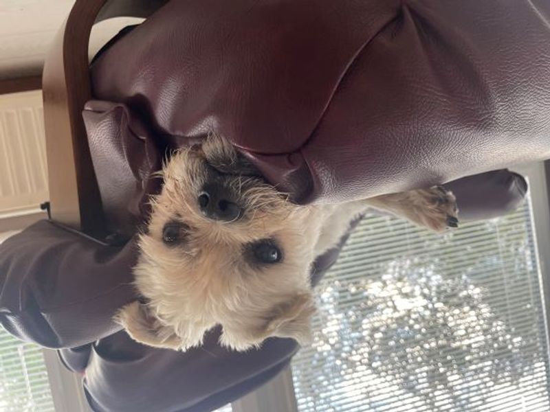 Pug for adoption in West Calder, West Lothian – 8 years old - Image 4 of 5