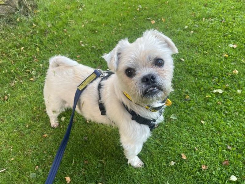 Pug for adoption in West Calder, West Lothian – 8 years old - Image 3 of 5