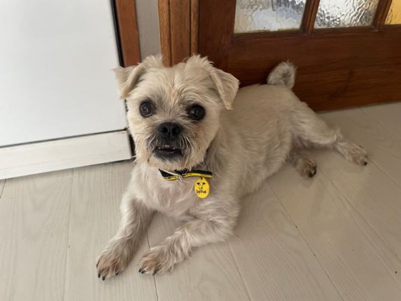 Pug for adoption in West Calder, West Lothian – 8 years old - Image 5 of 5