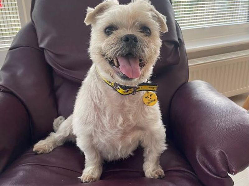 Pug for adoption in West Calder, West Lothian – 8 years old - Image 2 of 5