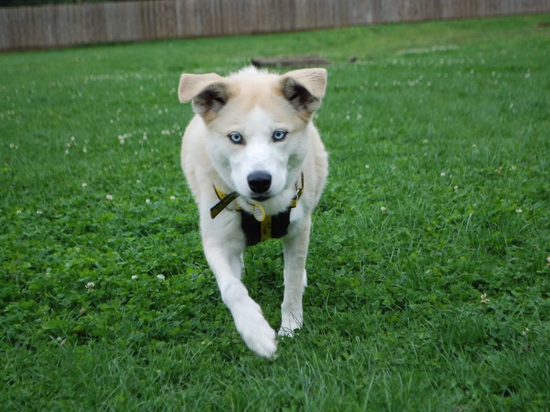 Pomeranian for adoption in Newbury, Berkshire – 7 years old - Image 4 of 4