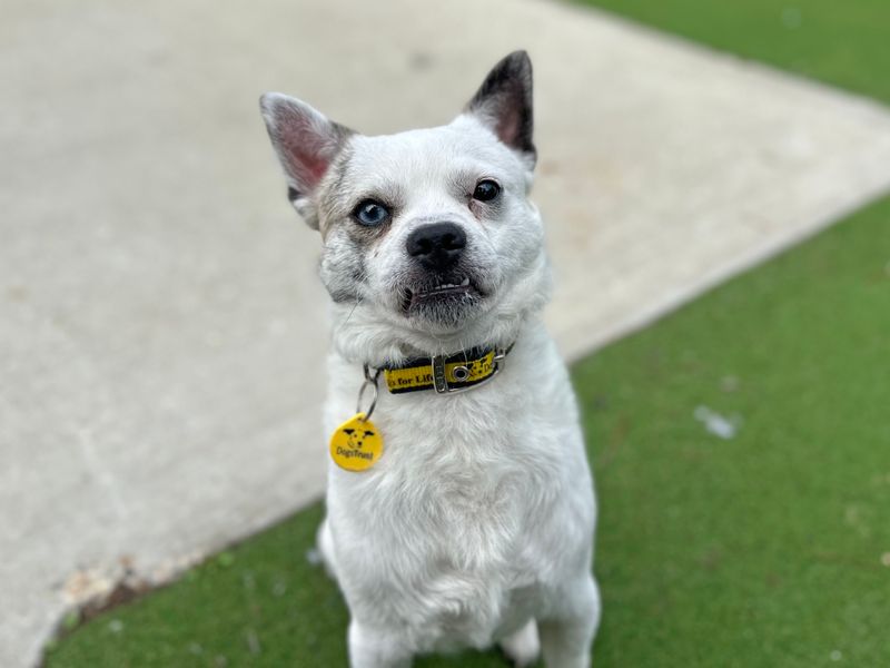 Pug for adoption in Shoreham by Sea, West Sussex – 2 years old - Image 5 of 5