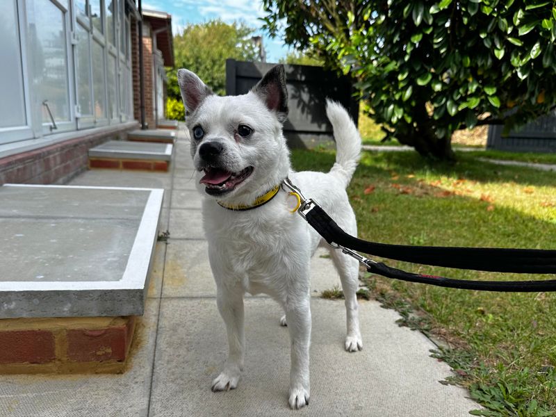 Pug for adoption in Shoreham by Sea, West Sussex – 2 years old - Image 4 of 5