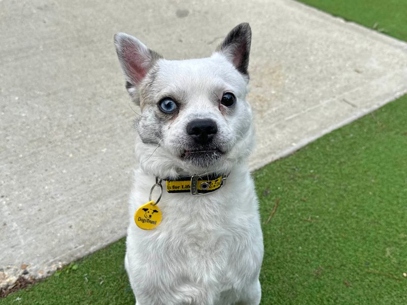 Pug for adoption in Shoreham by Sea, West Sussex – 2 years old - Image 2 of 5