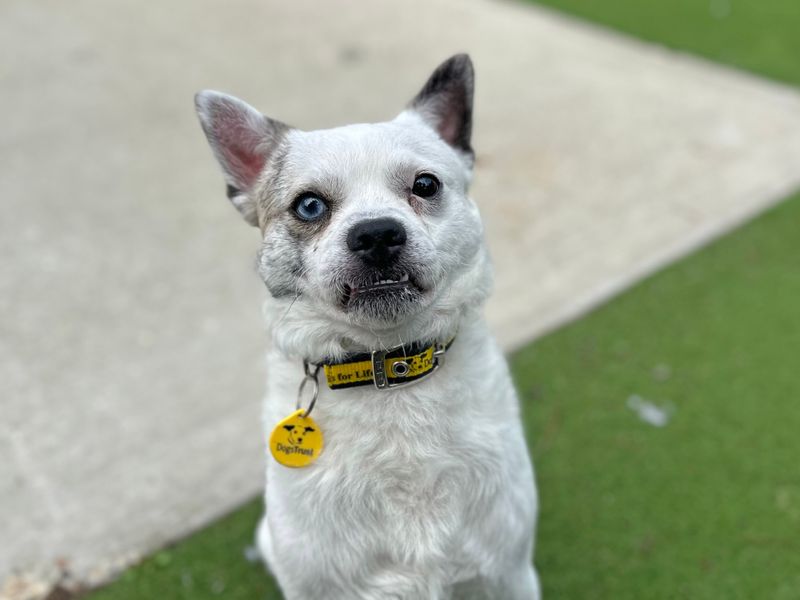 Pug for adoption in Shoreham by Sea, West Sussex – 2 years old - Image 3 of 5