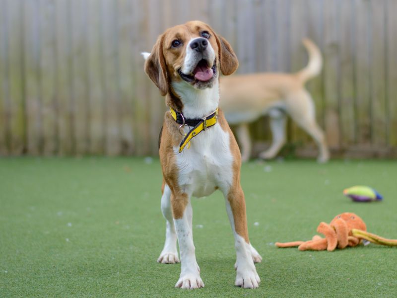 Beagle for adoption in Kenilworth, Warks – 2 years old - Image 3 of 3