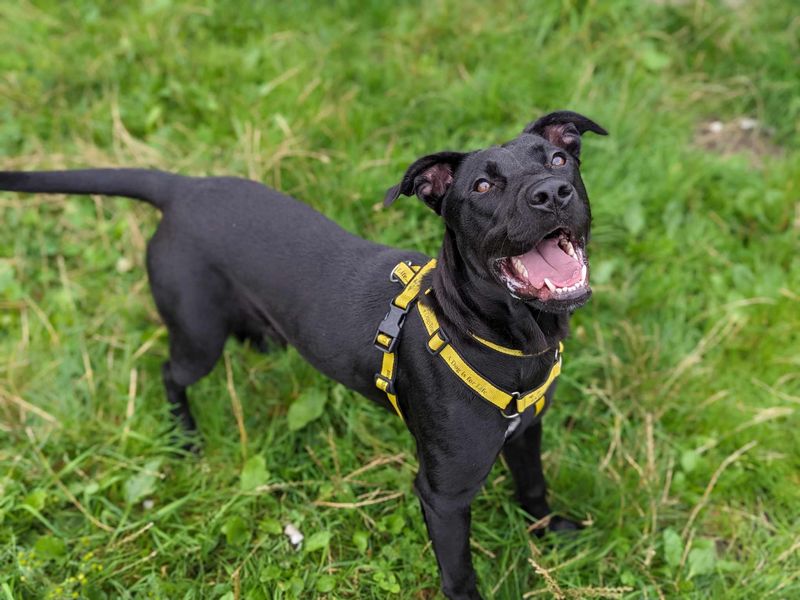 Staffordshire Bull Terrier for adoption in Rhondda Cynon Taf – 2 years old - Image 3 of 4