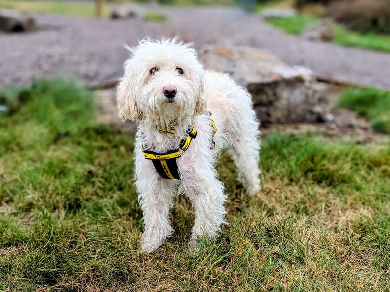 Poodle for adoption in Cardiff, Glamorgan – 3 years old - Image 5 of 5