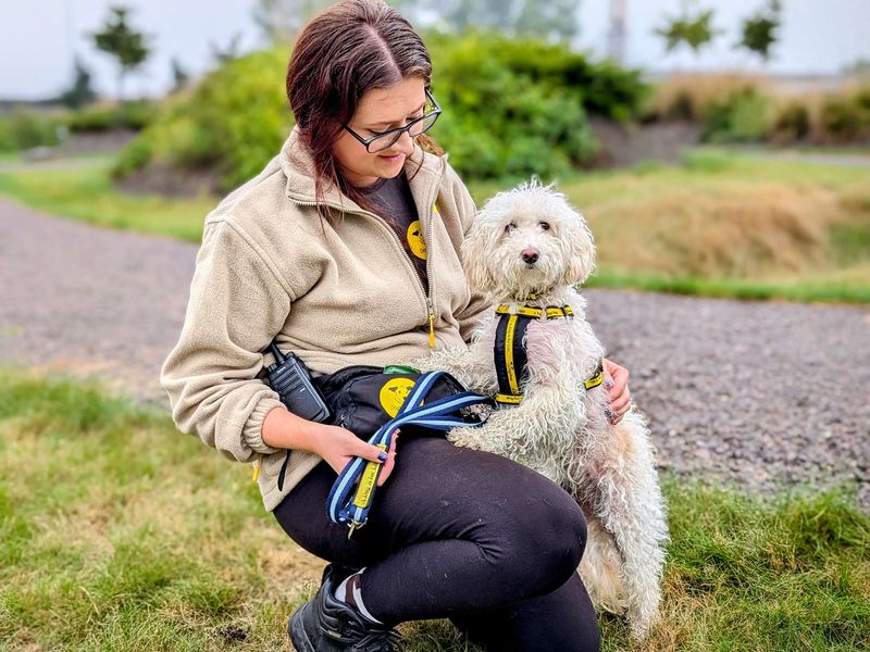 Poodle for adoption in Cardiff, Glamorgan – 3 years old - Image 4 of 5