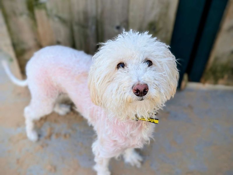 Poodle for adoption in Cardiff, Glamorgan – 3 years old - Image 1 of 5