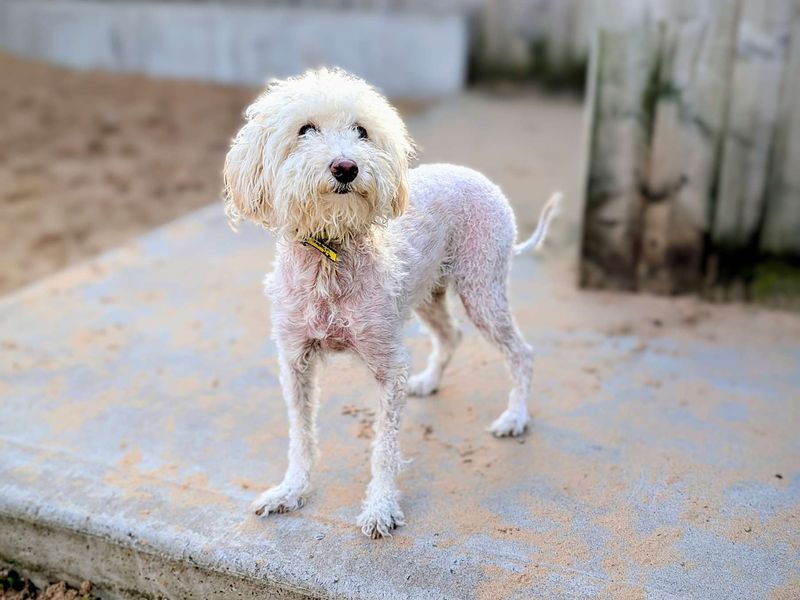 Poodle for adoption in Cardiff, Glamorgan – 3 years old - Image 2 of 5