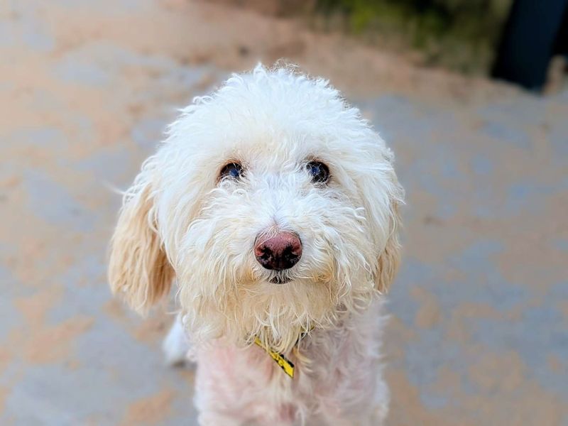 Poodle for adoption in Cardiff, Glamorgan – 3 years old - Image 3 of 5