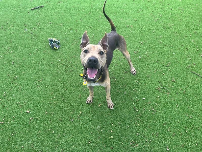 Dusty | Terrier (Bull) Cross | Canterbury - 1