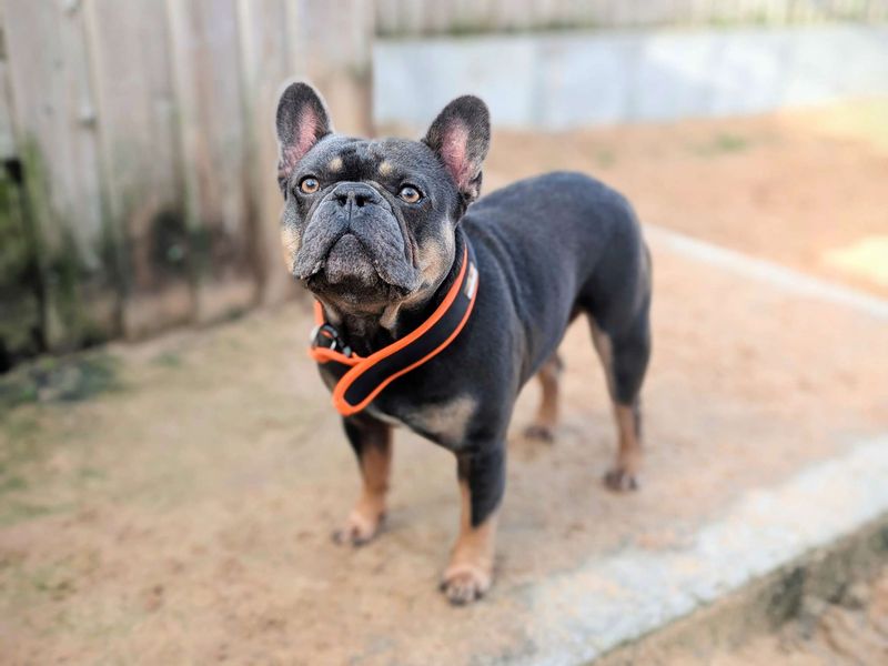 Frankie | French Bulldog | Cardiff - 1
