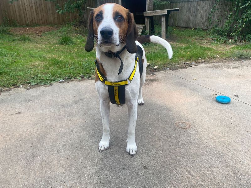 Beagle for adoption in Wymeswold, Leicestershire – 5 years old - Image 1 of 3