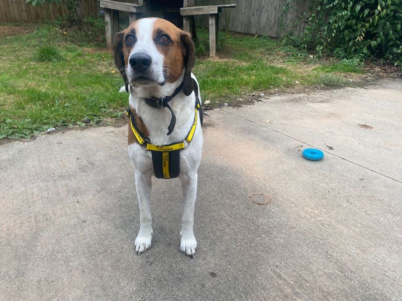 Beagle for adoption in Wymeswold, Leicestershire – 5 years old - Image 2 of 3