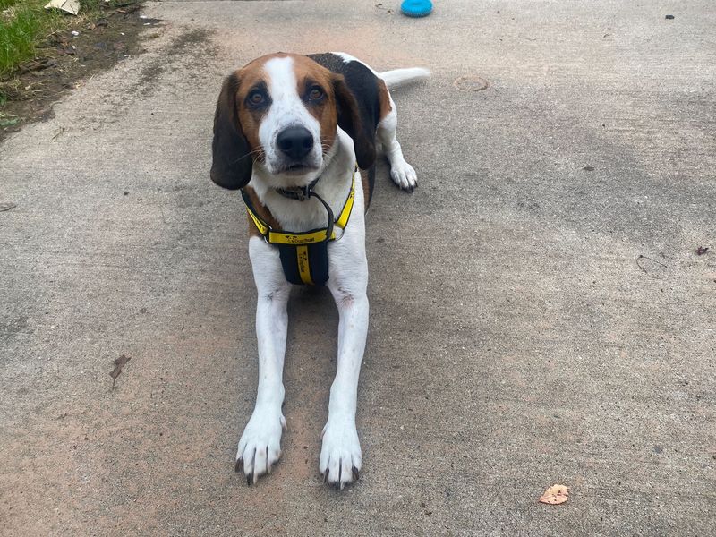 Beagle for adoption in Wymeswold, Leicestershire – 5 years old - Image 3 of 3