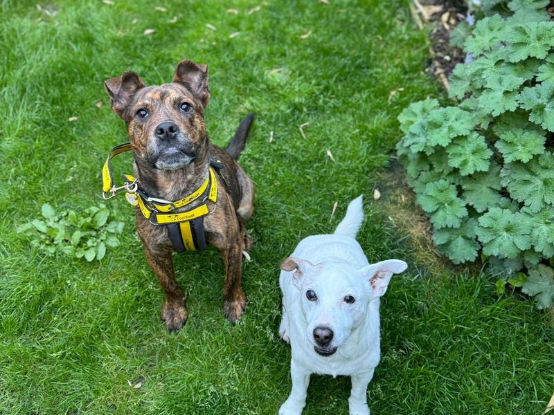 Staffordshire Bull Terrier for adoption in , – 2 years old - Image 1 of 7