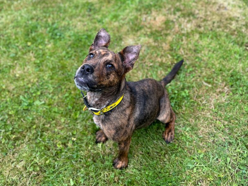 Staffordshire Bull Terrier for adoption in , – 2 years old - Image 6 of 7