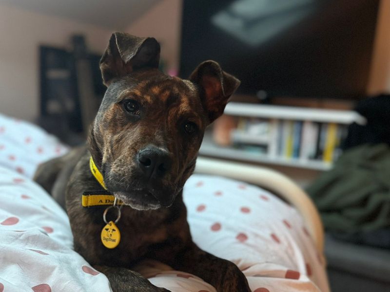 Staffordshire Bull Terrier for adoption in , – 2 years old - Image 5 of 7