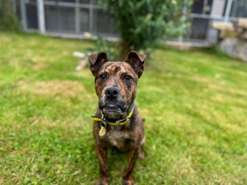 Staffordshire Bull Terrier for adoption in , – 2 years old - Image 7 of 7