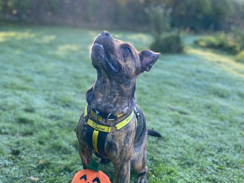 Staffordshire Bull Terrier for adoption in , – 2 years old - Image 3 of 7