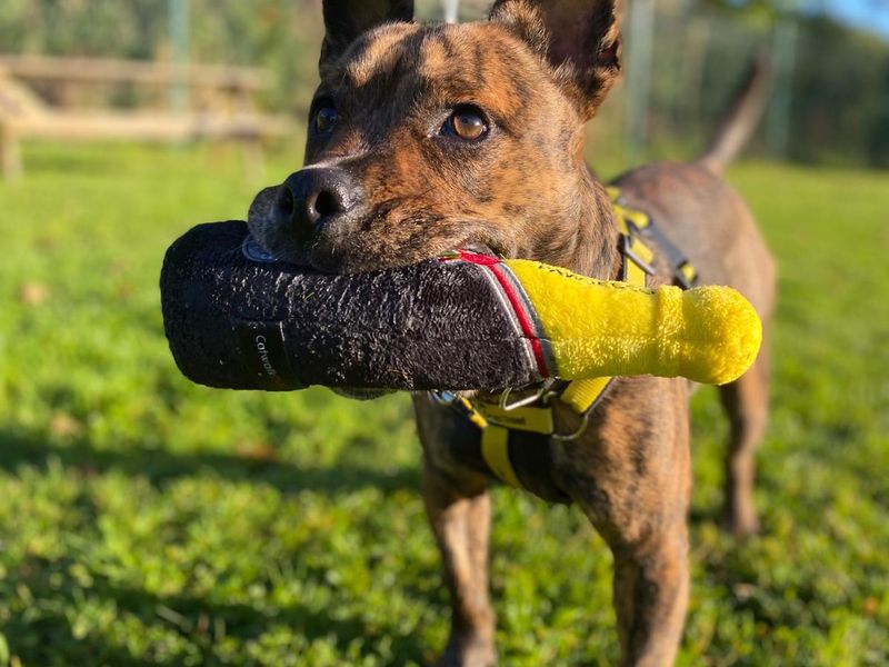 Staffordshire Bull Terrier for adoption in , – 2 years old - Image 2 of 7
