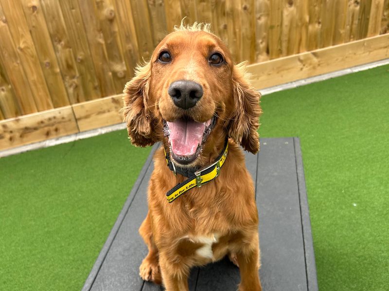 Cocker Spaniel for adoption in Ballymena, Co Antrim – 9 years old - Image 1 of 4