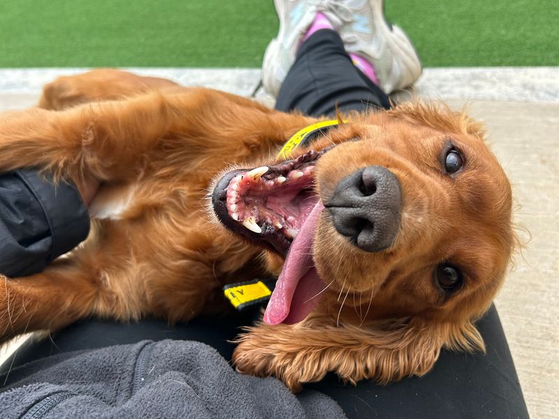 Cocker Spaniel for adoption in Ballymena, Co Antrim – 9 years old - Image 3 of 4
