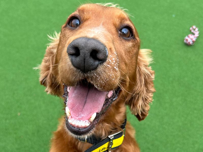 Cocker Spaniel for adoption in Ballymena, Co Antrim – 9 years old - Image 2 of 4