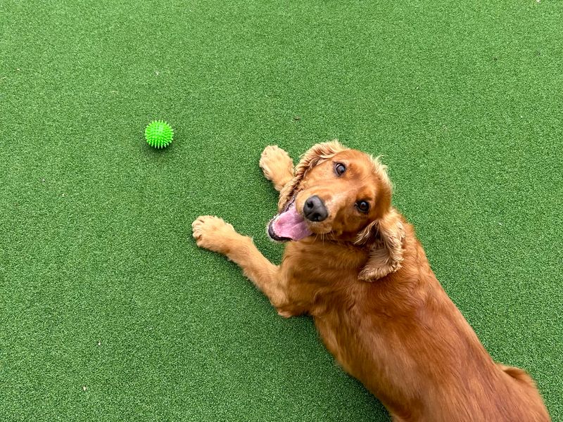 Cocker Spaniel for adoption in Ballymena, Co Antrim – 9 years old - Image 4 of 4