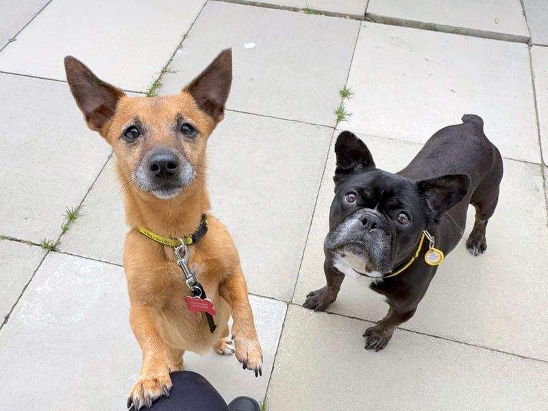 Freya and Boris for sale in Shoreham by Sea, West Sussex